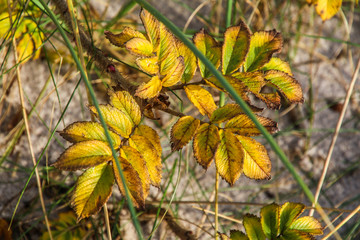 Hundsrosenblätter im Herbst