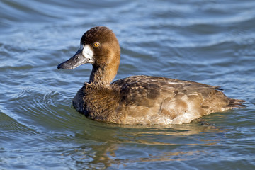 Obraz premium Female Lesser Scaup