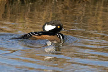 Male Hooded Merganser