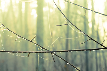 water drops on tree  twig