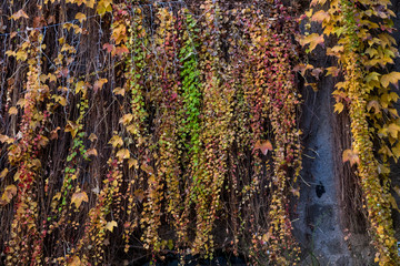 Muro ricoperto da tralci di rampicanti