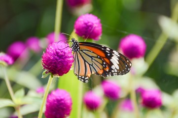 Butterfly on flower in the garden