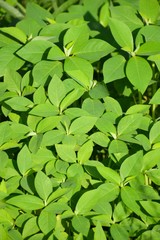 painted spurge grass in garden