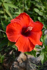 red Hibiscus rosa-sinensis flower in nature garden
