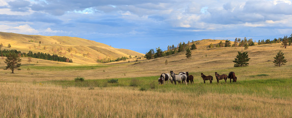 Herd of horses grazing in the steppe.