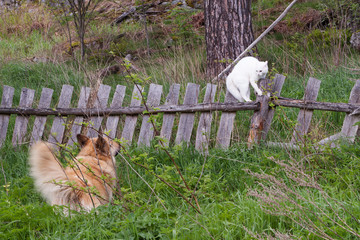 The dog pursues white cat.