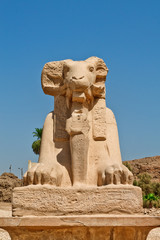 Fototapeta na wymiar statue of a sphinx with ram's head in Karnak Temple