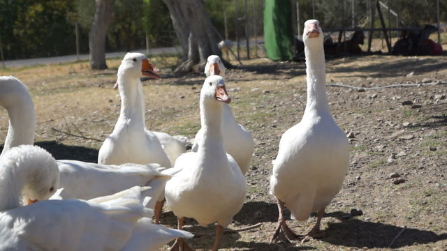 Some white geese in the field.