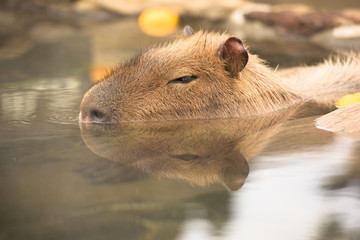 柚子の入った温泉に浸かるカピバラ