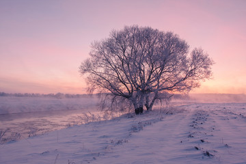 Frosty winter tree in the morning sunlight
