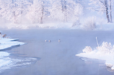 Misty winter morning on the lake with hoarfrost on the trees