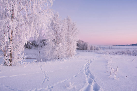 White landscape of frosty winter morning . Frozen birches on snowy field