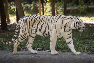 The White Tiger