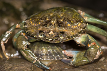 Green shore crab attacking limpet. A shore crab, or green crab, prises a limpet from a rock on the Somerset coast
