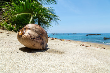 eine Kokosnuss liegt im Sand