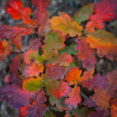 Autumn leaves of oak