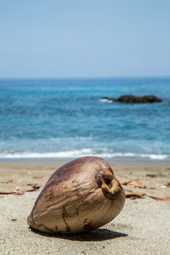 eine Kokosnuss liegt im Sand