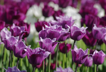 Фиолетовые тюльпаны на клумбе.