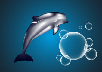 Delfin © Biewer_Jürgen