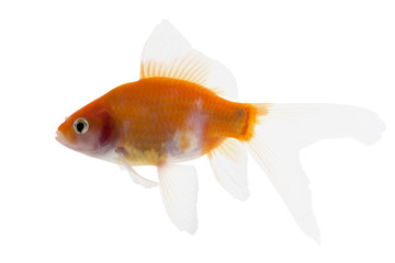 Golden koi fish isolated on white background 