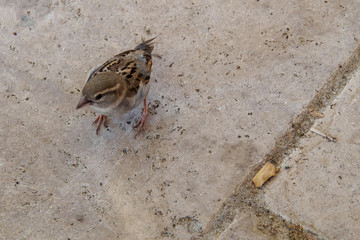 sparrow at stone floor of summer restaurant's terrace 
