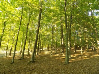 Deciduous forest