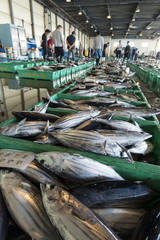 市場に並ぶカツオ