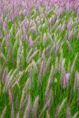 View of beautiful plant in Botanical Garden Montreal Ontario