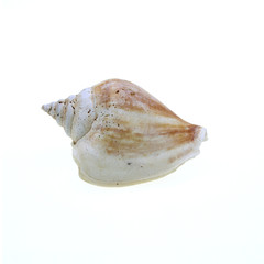 Sea shell isolated on white background