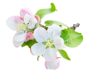 Fototapeta na wymiar Apple tree blossom