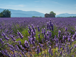 Fototapeta premium lavender field with house ruins and mountains behind under the blue sky