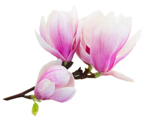 Gordijnen Blossoming pink  magnolia Flowers © neirfy