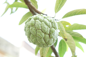 Sugar Apple (custard apple, Annona, sweetsop)