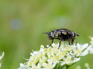 Fly on flower