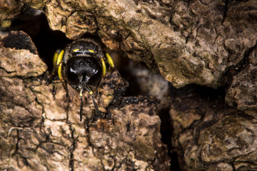 Digger wasp Ectemnius continuus emerging from tunnel in log. A digger wasp in the family Crabronidae, emerging from a burrow constructed in wood
