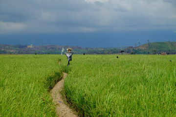 Leading line at paddy fields.