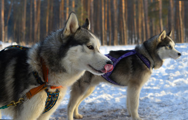 Sled dogs - athletes before the race
