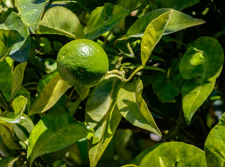 Green lime on tree