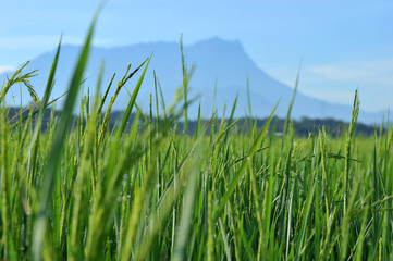Beautiful green grass with Mount Kinabalu as a background. 