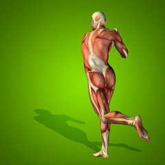 Conceptual 3D human man health anatomy