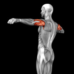 Obraz premium Concept or conceptual 3D triceps human anatomy, anatomical and muscle isolated on black