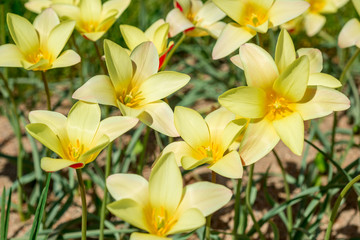 Fototapeta na wymiar Flowering yellow tulips