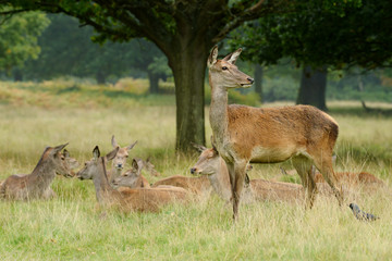 Red Deer, Deer, Cervus elaphus