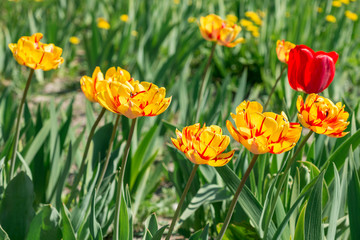Fototapeta premium Flowering yellow tulips