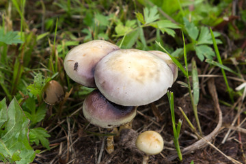 Forest mushrooms