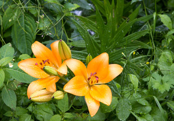 Fototapeta premium flowers after the rain