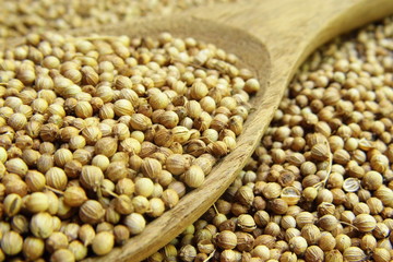 Dried coriander seed in the wooden spoon