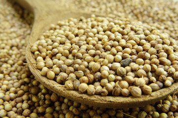 Dried coriander seed in the wooden spoon