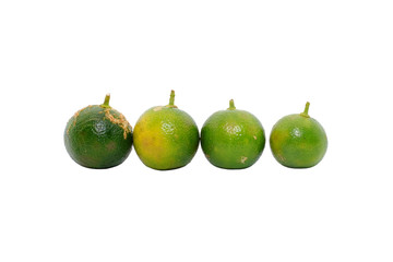 Calamansi Limes