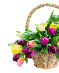 bouquet of  yellow and purple  tulip flowers